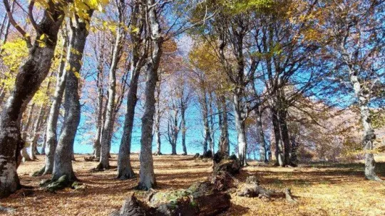 Muhteşem sonbahar fotoğrafları