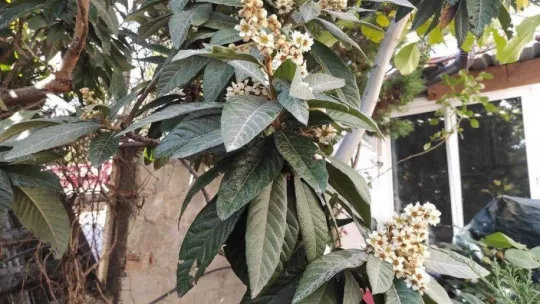 Nallıhan'da yetiştirilen mandalina görenleri şaşırtıyor