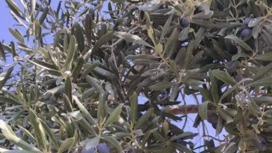 Nallıhan'da yetiştirilen mandalina görenleri şaşırtıyor