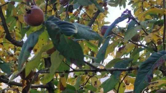 Nallıhan'da yetiştirilen mandalina görenleri şaşırtıyor