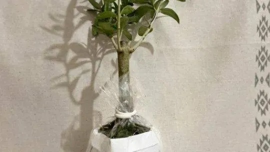 Nikahta şeker yerine zeytin fidanı dağıttılar