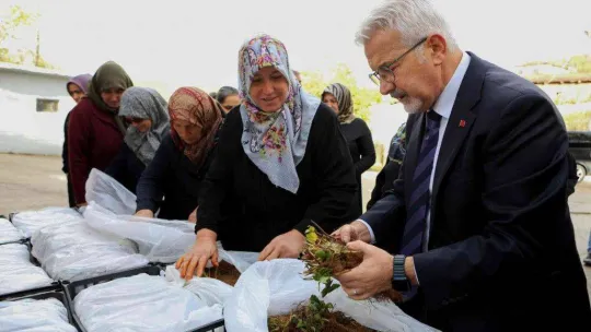 Nilüfer Belediyesi'nden kadın üreticilere 100 bin çilek fidesi