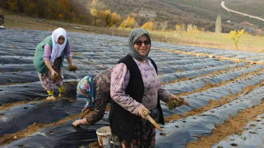 Nilüfer Belediyesi'nden kadın üreticilere 100 bin çilek fidesi