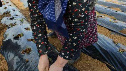 Nilüfer Belediyesi'nden kadın üreticilere 100 bin çilek fidesi