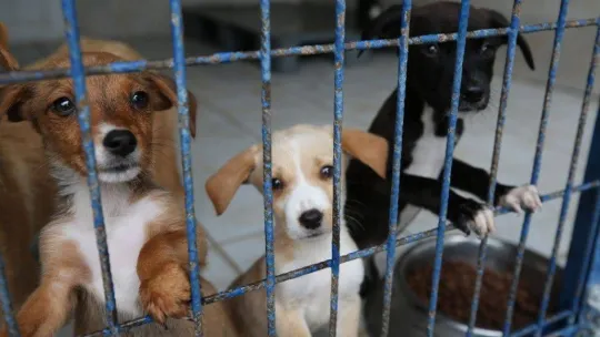 Nilüfer'de Hayvan Hakları Günü'nde can dostları unutmadılar