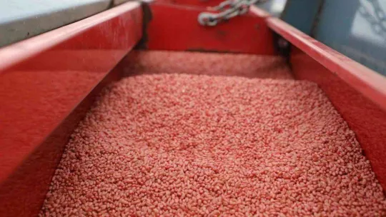 Nusrat buğday tohumları toprakla buluşturuldu