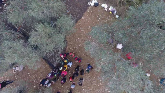 Öğrenciler zeytinin 'yağ'a dönüşüm serüvenine şahitlik ettiler