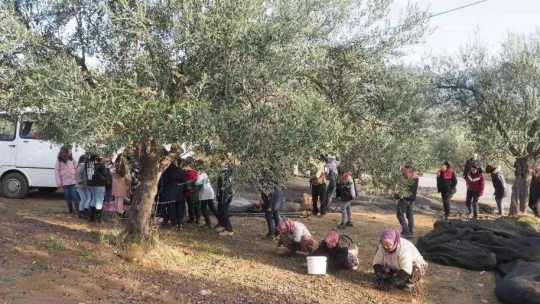 Öğrenciler zeytinin 'yağ'a dönüşüm serüvenine şahitlik ettiler