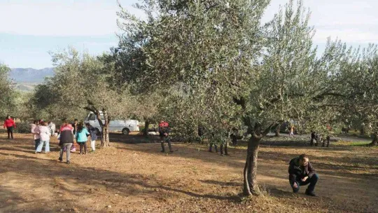 Öğrenciler zeytinin 'yağ'a dönüşüm serüvenine şahitlik ettiler