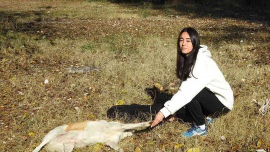 Öğrencilerden duyarlı davranış: Atık kumaşlardan sokak hayvanları için battaniye yaptılar