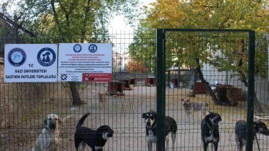 Öğretim Görevlisi Altınbaş, kendi imkanlarıyla kampüsteki köpeklere bakıyor