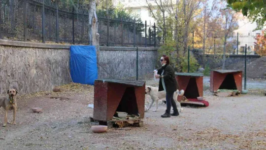 Öğretim Görevlisi Altınbaş, kendi imkanlarıyla kampüsteki köpeklere bakıyor