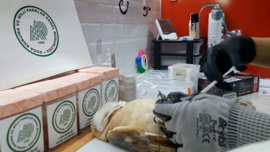 Okul duvarına çarpan peçeli baykuş tedavi altına alındı