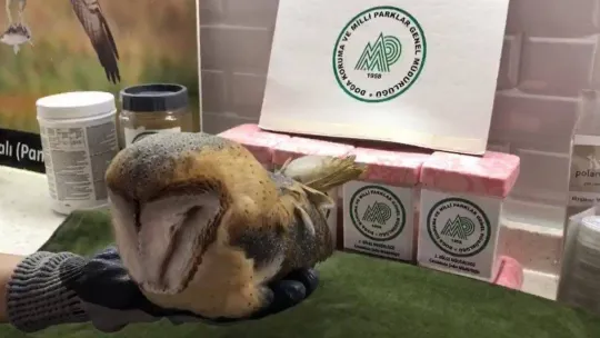 Okul duvarına çarpan peçeli baykuş tedavi altına alındı