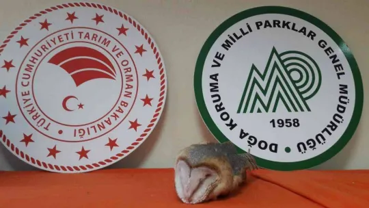 Okul duvarına çarpan peçeli baykuş tedavi altına alındı