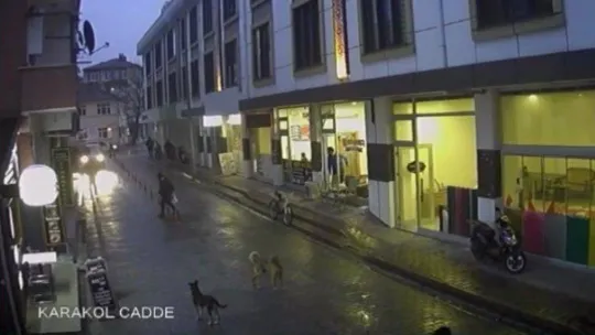 Okuldan dönen çocuğa sokak köpekleri böyle saldırdı