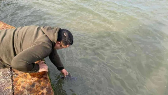 Oltasına nadir görülen 'domuz köpekbalığı' takıldı