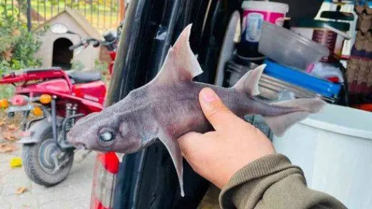 Oltasına nadir görülen 'domuz köpekbalığı' takıldı