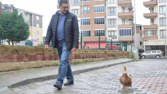 Ördeğiyle gezen adam: Sokakta, parkta bir an olsun sahibinin peşini bırakmıyor