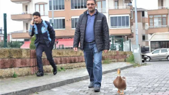 Ördeğiyle gezen adam: Sokakta, parkta bir an olsun sahibinin peşini bırakmıyor