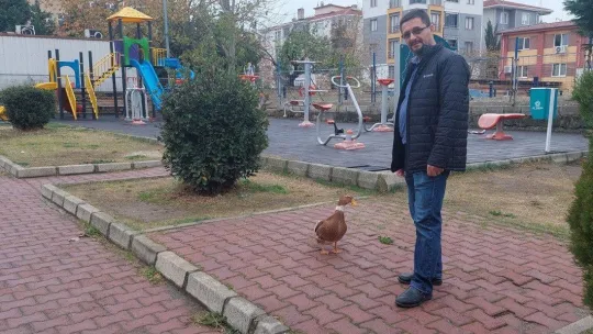 Ördeğiyle gezen adam: Sokakta, parkta bir an olsun sahibinin peşini bırakmıyor