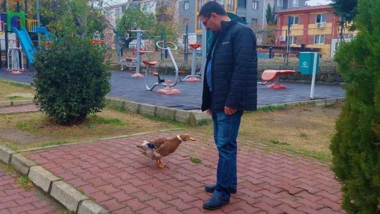 Ördeğiyle gezen adam: Sokakta, parkta bir an olsun sahibinin peşini bırakmıyor