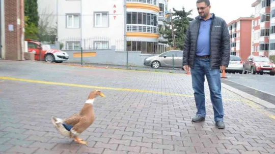 Ördeğiyle gezen adam: Sokakta, parkta bir an olsun sahibinin peşini bırakmıyor