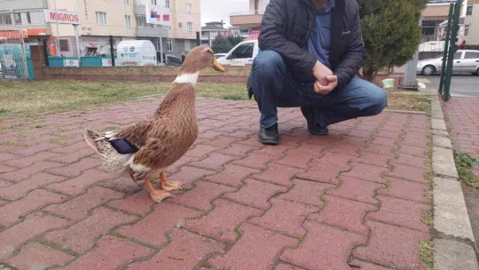 Ördeğiyle gezen adam: Sokakta, parkta bir an olsun sahibinin peşini bırakmıyor
