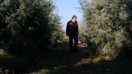 Ormancılar, yılbaşı öncesi çam ağacı kesimine karşı nöbette