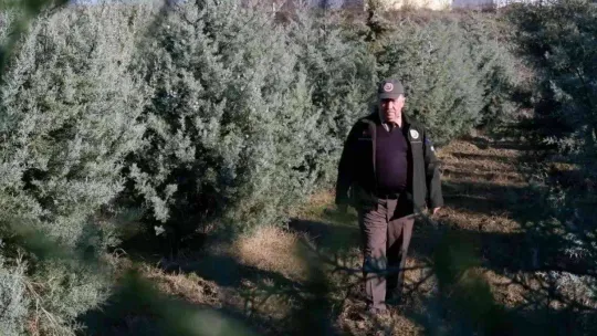 Ormancılar, yılbaşı öncesi çam ağacı kesimine karşı nöbette