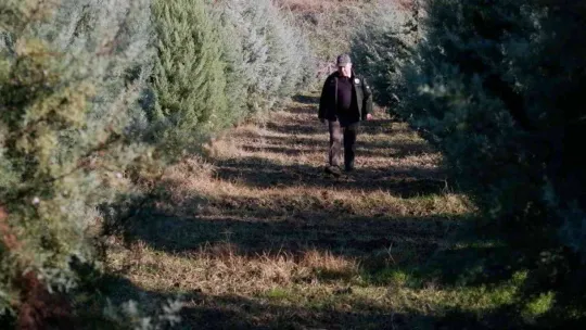 Ormancılar, yılbaşı öncesi çam ağacı kesimine karşı nöbette