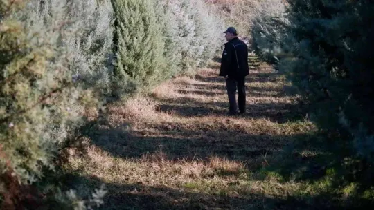 Ormancılar, yılbaşı öncesi çam ağacı kesimine karşı nöbette