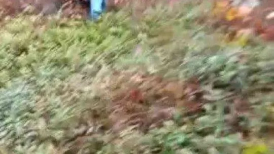 Ormanda odun kesen muhtara domuz saldırdı