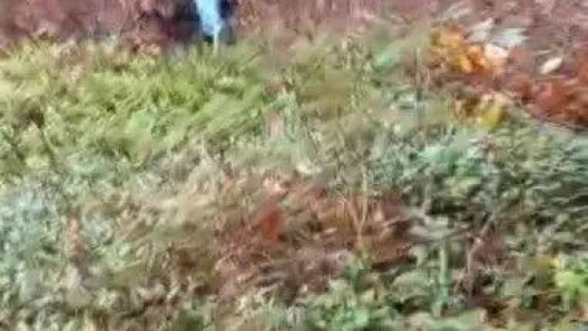 Ormanda odun kesen muhtara domuz saldırdı