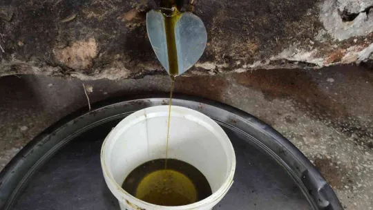 Ormandan toplanan meyvenin yağını gram gram çıkartıyorlar