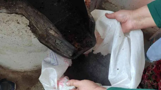 Ormandan toplanan meyvenin yağını gram gram çıkartıyorlar