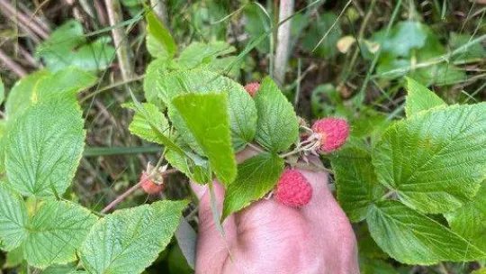 Ormanlara giriş yasağı bitti, dağ tutkunları yeşilliklere akın etti