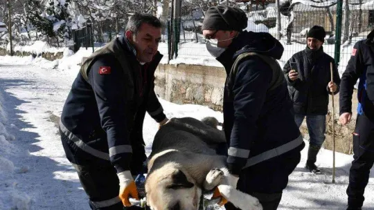 Osmangazi'de her canlı değerli