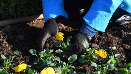 Osmangazi kış çiçekleri ile renklenecek