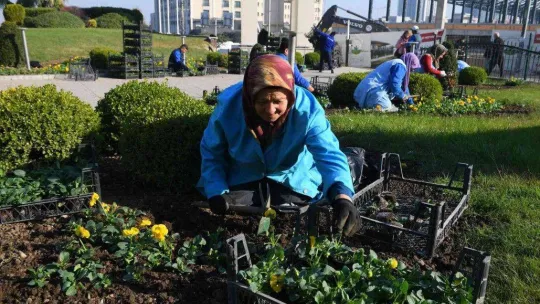 Osmangazi kış çiçekleri ile renklenecek