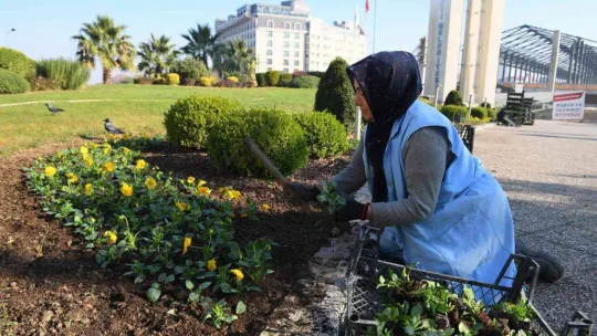 Osmangazi kış çiçekleri ile renklenecek