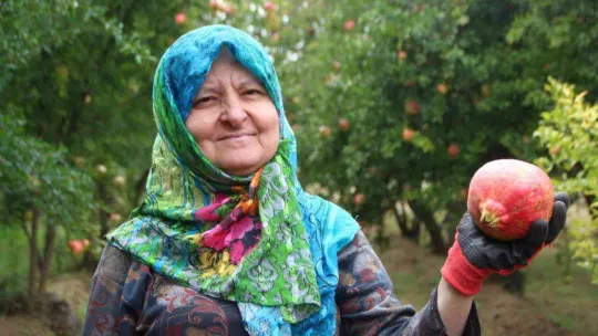 Osmanlı saraylarının nar ihtiyacının yarısını karşılayan Bilecik'te nar yerinde 5, pazarda ise 10 TL