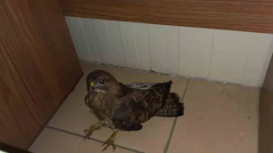 Otobüsün camına çarpan şahini duyarlı sürücü kurtardı, o anlar kamerada