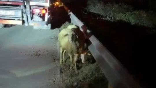 Otoyolda alevlere teslim oldu, içindeki koyun ve keçiler son anda kurtarıldı