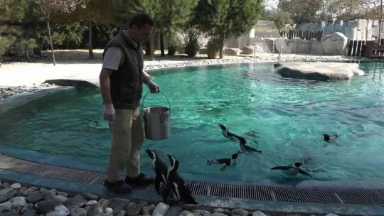 (Özel)  Penguenlerin balık keyfi