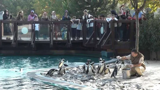 (Özel)  Penguenlerin balık keyfi