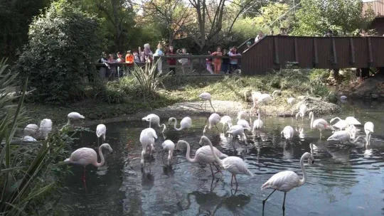 (Özel)  Penguenlerin balık keyfi