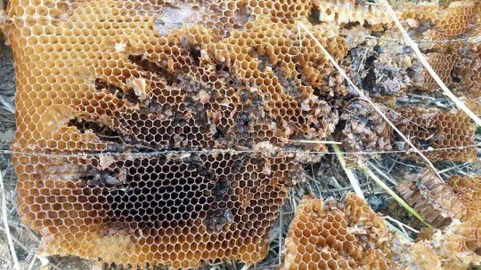 (Özel) Ayı ailesi arı çiftliğini bastı...Bal dolu kovanları yiyip dağıttılar