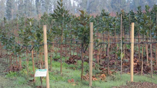 (Özel) Balıkesir'de üretilen 11,5 milyon fidan dünyayı yeşillendiriyor