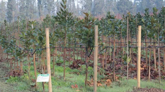 (Özel) Balıkesir'de üretilen 11,5 milyon fidan dünyayı yeşillendiriyor